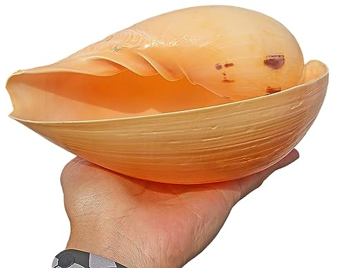 Décoration de coquillage, grande coquille de conque, 1 gros coquillage, coquillages naturels de 4 à 7 pouces, fête sur le thème de la plage parfaite, décorée de maisons, d'artisanat fait maison, d'aqu