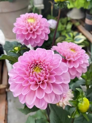Dahlia tubers,Dahlia Seeds UK-for Planting,Flowering Rhizome,Excellent Display Indoor Perennial Balcony Garden Bulbs