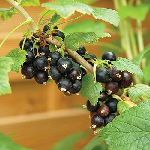 Blackcurrant Hardy Bare Root Plant, Heavy Cropping, Summer Fruiting, Grow Your Own, Kitchen Gardens & Allotments, 1 x Blackcurrant Ebony Bare Root Plant by Thompson & Morgan