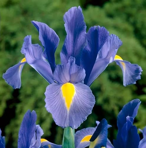 Votaniki Sapphire Beauty Dutch Iris Bulbs - Stunning Blue Blooms | Blue Dutch Iris Flower Bulbs, Low Maintenance and Stunning Blue Flowers - Easy to Grow (12 Pack)