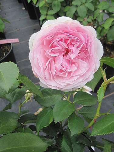 Strauchrose Olivia Rose Austin ® - zartrosa - David Austin