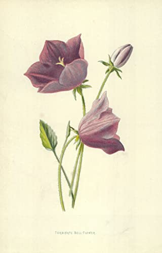 MHFFDYIV Bekannt Wand Kunst Bild Leinwanddruck Bilder Turbinierte Glockenblume Von Frederick Edward Hulme für Wanddekoration 60x90cm
