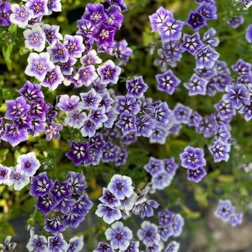 Phlox de alfombra - flox subulata silvestres de balcón semillas balcón jardín rocas semillas prados silvestres Cobertura resistente verano reales en 900pcs