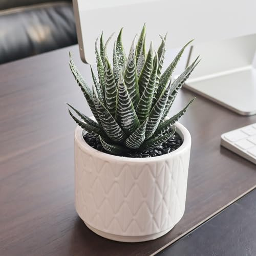 Jahe Artisan Künstliche Pflanzen Mini Künstliche Pflanzen Aloe Topfpflanze | 17 cm Künstliche Sukkulenten im Topf, Kunstpflanzen Geeignet für Büro und Schlafzimmerdekoration sowie Home Decoration, 1 PCS
