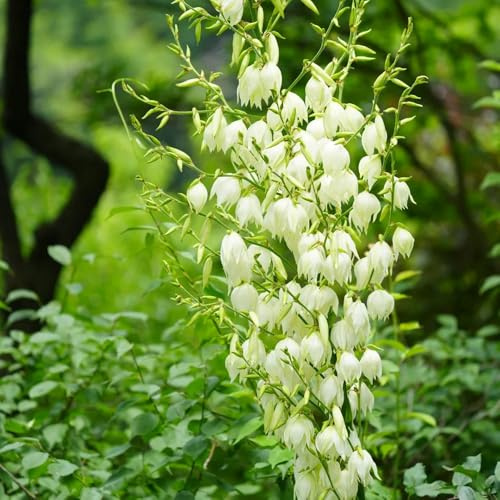 Semillas de Yucca Filamentosa, Lirio de Palma exóticas regalos para jardineros productos sostenibles semillas orgánicas decoración de jardín de 150pcs