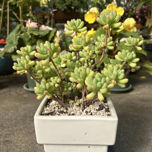 semillas de sedum, perennes resistentes interior variedades antiguas jardín exóticas 250pcs