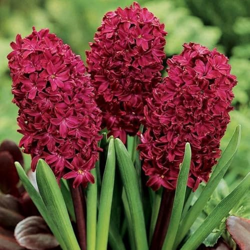 Giacinto Raro Elegante per Giardino - Rizoma Resistente e Perenne per Esposizione, Rizomi da giardino resistenti, Crescono vigorosamente in vaso-4 rizomi-D