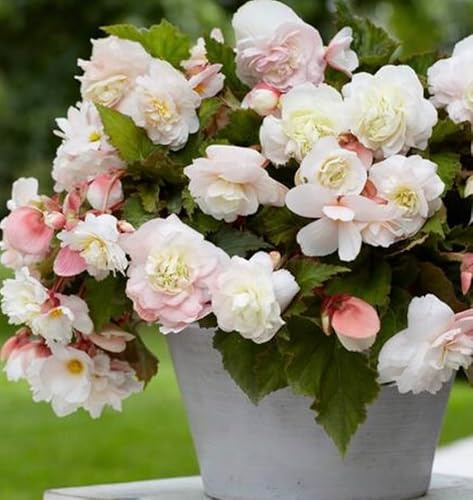 5 Angelique Superba Begonia - Colorful Huge, Soft Pink Blooms - Ideal for Pots, Containers, Hanging Plants - 5 Bulbs