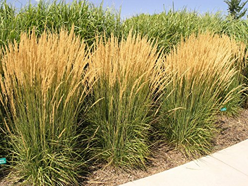 5 x Calamagrostis x acutiflora 'Karl Förster' im 1 Liter Topf (Ziergras/Gräser/Winterhart/Mehrjährig) Reitgras - Top als Sichtschutz Hecke - Aufrechte Eleganz für jeden Garten - von Stauden Gänge