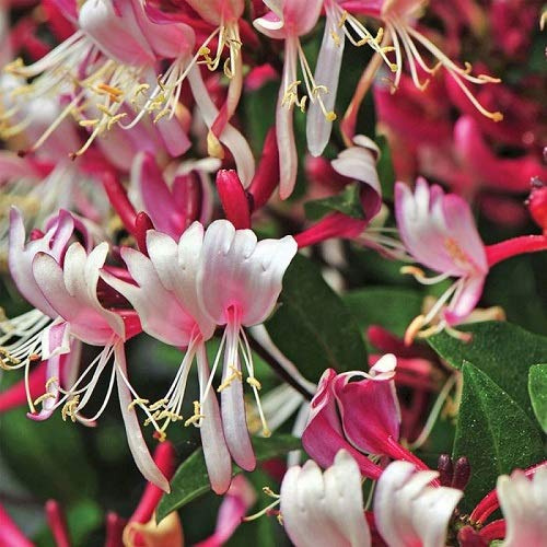 3 x Caprifoglio Belgica | Acquista 3 / Paga 2 - Pianta Rampicante (3 Vasi da 1,5 litri - Clematis - Pianta Adulta - Resistenza al Freddo: Ottima) - Muri, Pergola, Balconi e Terrazze | ClematisOnline