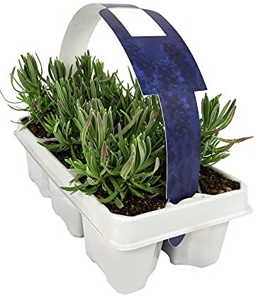 Carbeth Plants Lavender Angustifolia Purple 6 Pack - English Lavender Fragrant Hardy Perennial Plants - Drought Tolerant & Pollinator Friendly Shrubs - Ideal for Borders, Containers & Sensory Gardens