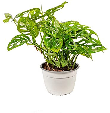 Bonplants Monstera Adansonii Monkey Mask, Pianta Vera da Interni, Rampicante Purificatrice (Vaso 18 cm - Altezza 35 cm)