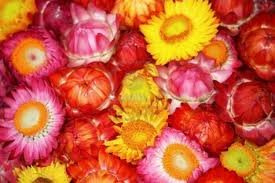 ELICRISO MISCUGLIO NR.300 SEMI