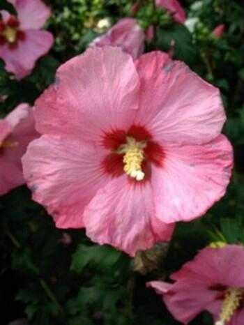 Hibiscus syriacus ‘Afrodite’ 60 cm, 3 L – Winterhart, Mehrjährig, Pflegeleicht – Garten-Eibisch – Zierstrauch für Garten & Kübel