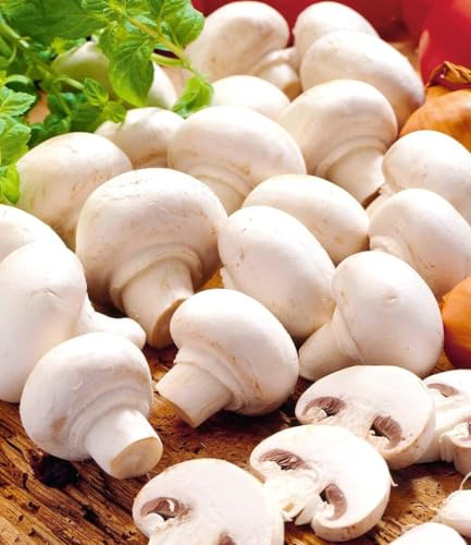 BALDUR Garten 1x Weiße Edel-Champignons (Kulturset), Pilze zu Hause ernten | ganzjähriger & einfacher Anbau, Kulturset enthält alles Notwendige, für Küche & Balkon, ertragreich, pflegeleicht
