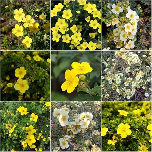 Potentilla Potentilla - fruticosa sommerblumen winterfeste Zierbaum bonsai einfacher Anbau Seltene Serie pflanzensamen 100samen