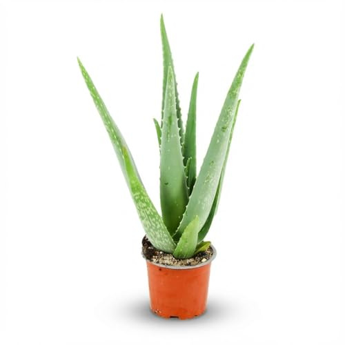 Aloe Vera Zimmerpflanze Ø10,5cm Höhe35–40cm – Pflegeleichte Sukkulente mit fleischigen Blättern – Sonnenliebende Pflanze für Wohnraum & Büro