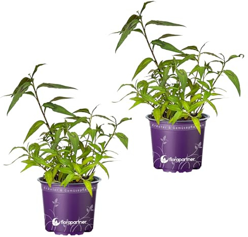 Vietnam Koriander Pflanze, POLYGONUM ODORATUM Kräuter Pflanze 2stk.
