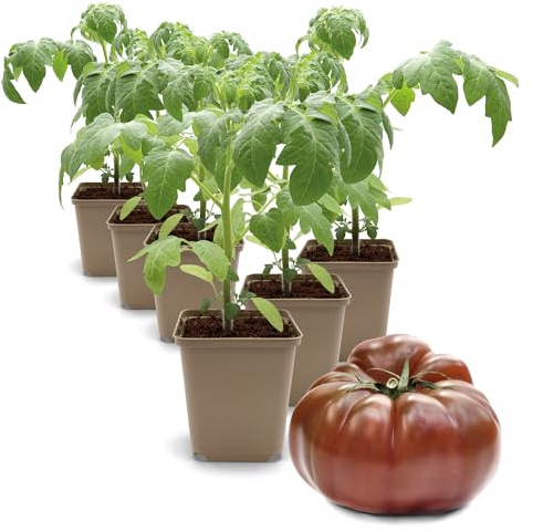 FLORTUS Fleischtomatenpflanze Tschernij Prinz | 6 Pflanzen | Jungpflanzen für Balkon und Garten | Tomatenpflanzen im Topf | 9 x 9 cm | Schwarze Tomaten