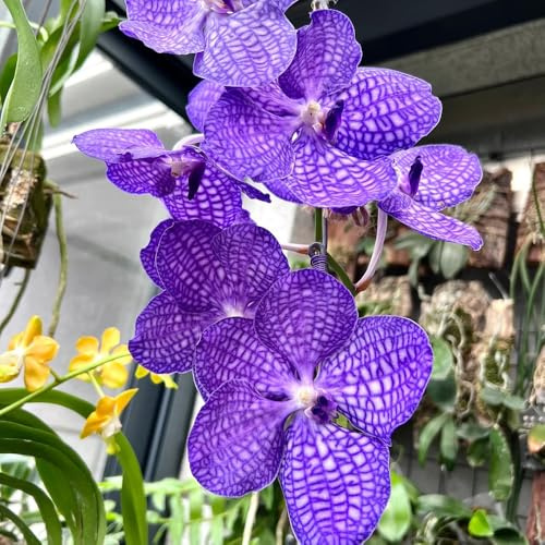 semi di orchidea vanda, balcone resistenti perenni orchidee da interno, balcone decorazione da giardino per decorative da esterno decorazione 100pcs