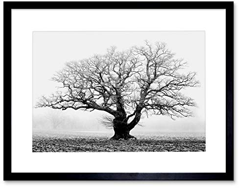 OLD OAK TREE BLACK WHITE MIST FOG PHOTO FRAMED ART PRINT PICTURE & MOUNT F12X634