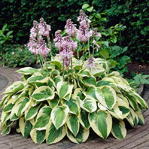 Stauden Gänge 3 x Hosta sieboldiana 'Wide Brim‘ im 1 Liter Topf (Staude/Winterhart/Bodendecker/Mehrjährig) Funkie, Herzblatt-Lilie - Ein Blattkunstwerk in Grün und Gold