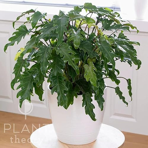 Plant Theory 50cm Philodendron Xanadu Philodendron Dark Green Foliage Indoor Plant 21cm Pot