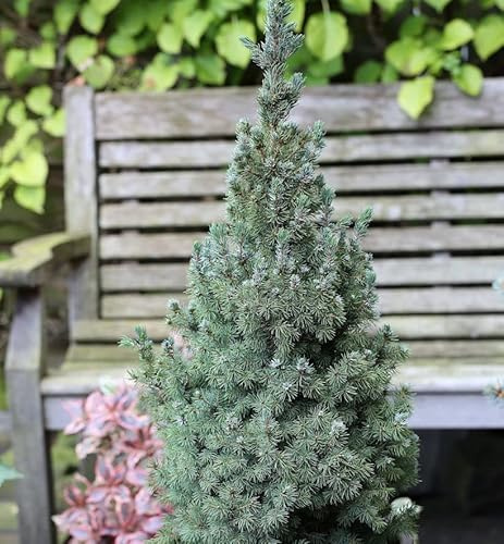 Zwerg Zuckerhut Fichte Sanders Blue 20-25cm - Picea glauca - lebende Gartenpflanze aus den Baumschulen