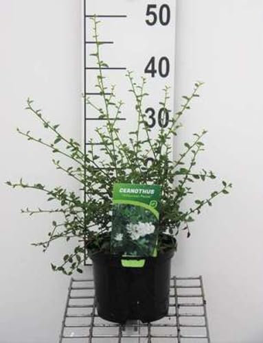 Ceanothus thyrs. 'Millerton Point' - Céanothe, Lilas De Californie 'Millerton Point' 25-30 cm en pot