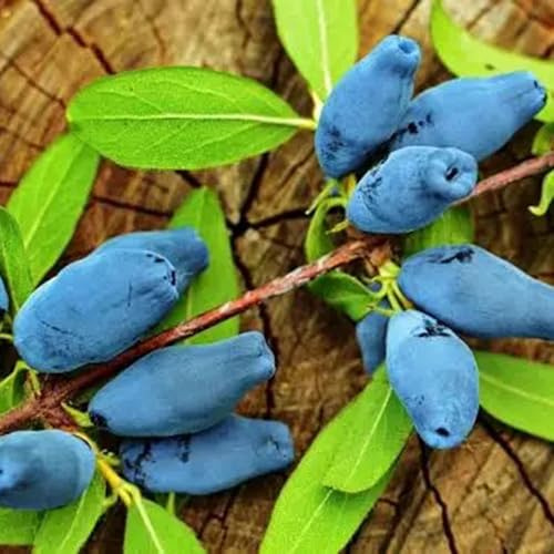 mirtillo siberiano - mirtillo siberiano rari da colonnari Lonicera caerulea da giardino resistenti siepi, arbusti, decorazioni per il soggiorno 300semi