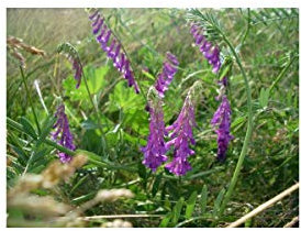 Vilmorin - Vesce Engrais vert 500gr Vilmorin - 100m2