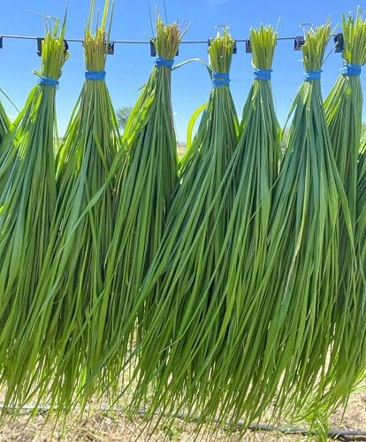1Pcs Fresh Cut Sweetgrass Bundle, 1.25 oz for Smudging, Cleansing, Braiding & Spiritual Rituals
