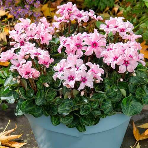 semi resistenti di ciclamino selvatici da balcone ciclamino ornamentali decorazione decorazione da giardino per esterni, tappeto semi di recisi 125pcs
