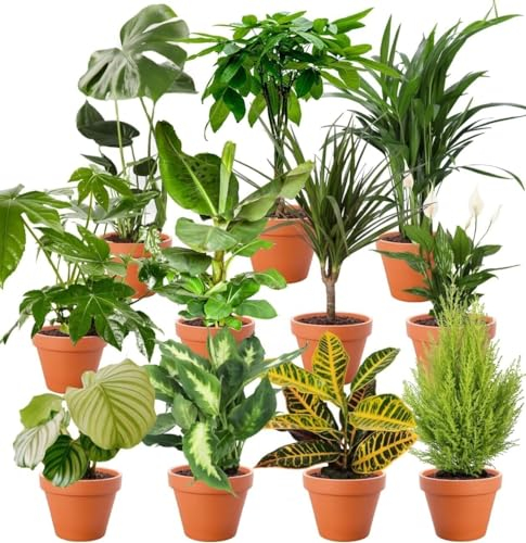 Set di 8 piante a sorpresa | +/- 40-70 cm | Diametro 12 – 15 cm | Piante per appartamento e ufficio, qualità professionale, spedizione rapida per piante, inverdimento interno
