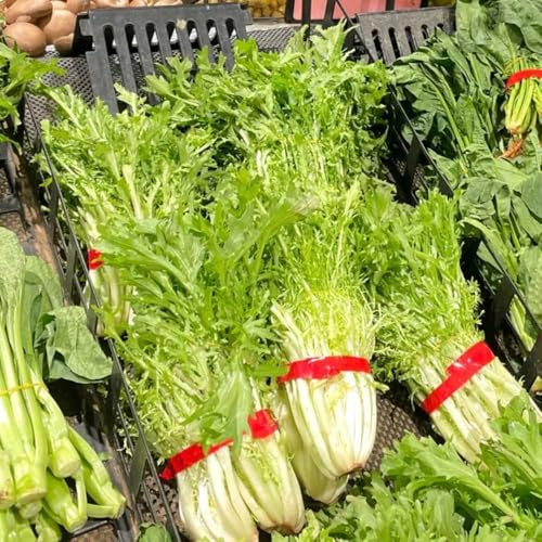 indivie semi di da giardino resistenti semi di indivia sostenibili per aiuole rialzate Aiule rialzate per il giardino rampicanti esotiche Coltivazione 150semi