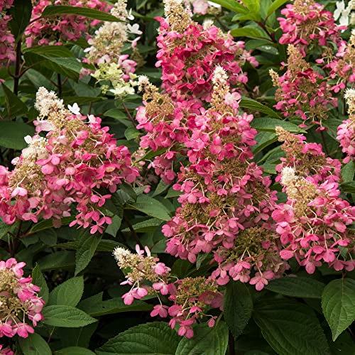 Hydrangea paniculata Plant 'Candlelight' Hardy Shrub Cream Blooms Autumn Colour Upright Growth Easy to Grow Your Own Garden Flowers Specimen Shrubs 1x 9cm Potted Plant by Thompson and Morgan