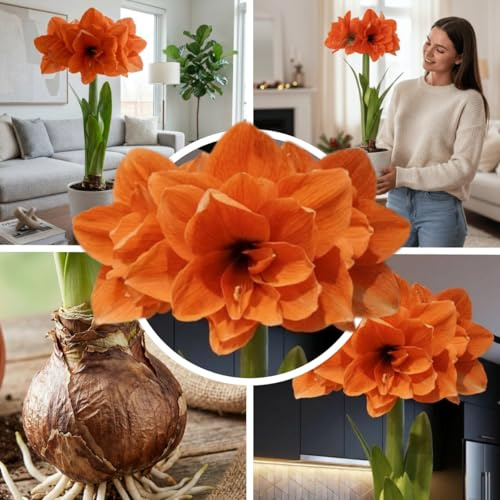 FLORIUM Amaryllis Zwiebel Double Orange | 1 Blumenzwiebel in Großformat 26/30 | Exklusive Blumenzwiebeln Amarillis | Echte Pflanzen aus Holland | Hippeastrum Zwiebeln