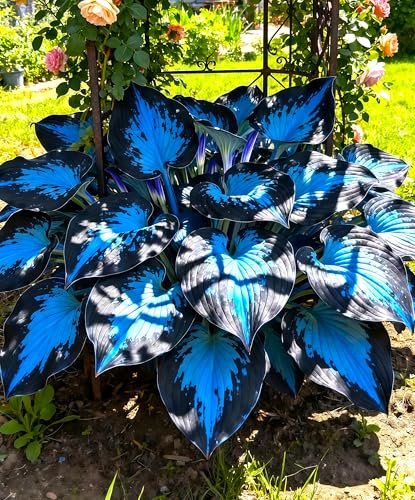 Pflegeleicht MehrjäHrige, Farbenfrohe Funkien-Rhizom In GroßPackungen, Hosta, Fachgerecht Gepflanzt, GartenverschöNerung-15 Rhizom-I