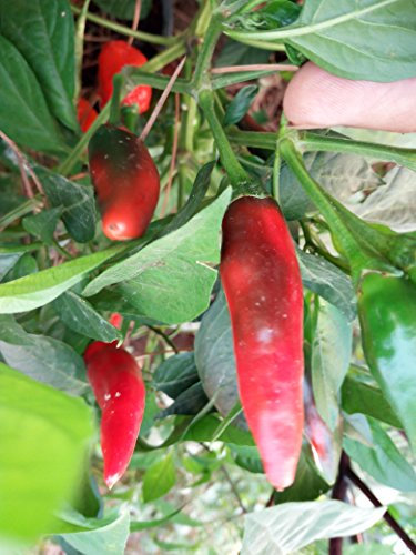 GRAINES DE PIMENT-PIMENT DE BRESSE + GUIDA COLTIVAZIONE