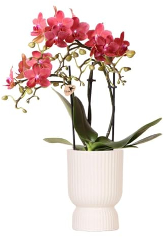 KOLIBRI Orchidées,Orchidée Phalaenopsis rose violet – Salvador + diabolo travertine – Diamètre du pot : 9 cm,Plante d'intérieur à fleurs – Fraîcheur du producteur