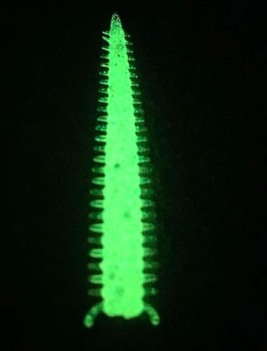 2 Baby Ragworm Glow in the Dark Bass Fishing, Soft Plastic, Drop Shot, Soft Plastic Baits, Bass Fishing Lures, baits, Soft Worm Lures, White with Green Glow x24