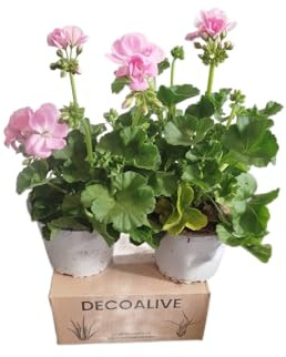 Geranio Rosa |Pack 2 Unidades |DECOALIVE | Geranios con Flores Rosa