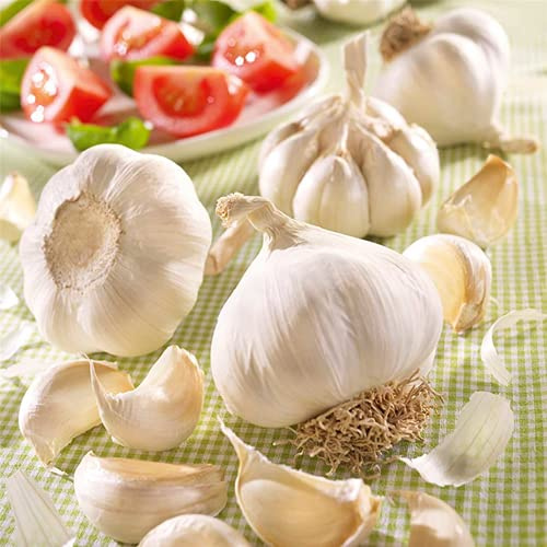 Knoblauchzwiebeln, Flavor (weiß), Inhalt: 3 Stück