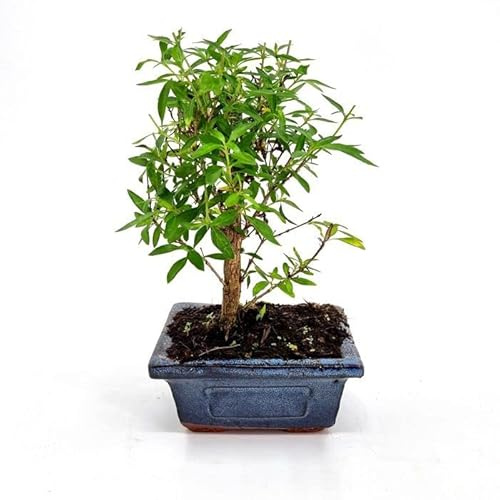 Bonsái de Serissa Phoetida o Serissa Japonica Natural Perfecto para el Interior del Hogar