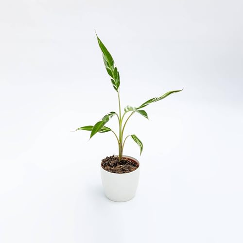 Vivai le Georgiche - Pianta vera di Musa Florida Variegata Banano variegato - vaso Ø 17 cm - altezza alla vendita 80-100 cm