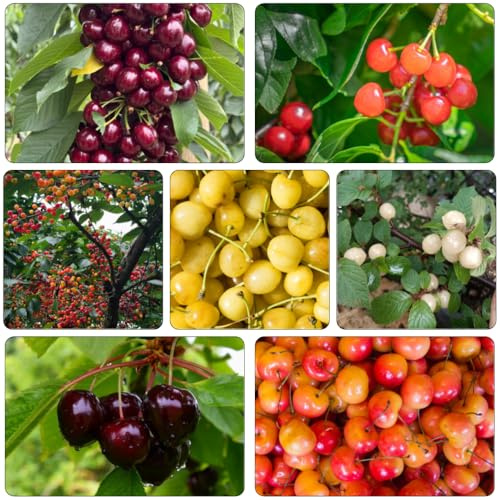 cerezo - resistentes al aire libre bonsái de interior semillas de columnares enanos 50pcs
