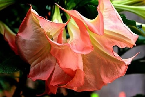 Brugmansia 'Ecuador Pink' 5 Seeds' Angel's Trumpet : Package Contatins seeds