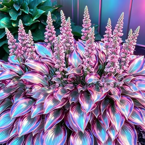 Frosttolerante beständige Edle Hosta, Freilandanzucht von Funkien, Blütenreich, Optimale Gartenunterhaltung, Erstklassige Hosta-4Wurzeln-a