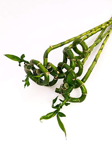 POWERS TO FLOWERS - LUCKY BAMBOO, 5 PEZZI LUNGHEZZA 40CM A SPIRALE, Pianta Vera