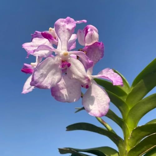 semi di orchidea vanda, balcone, esotici orchidee resistenti, ornamentali rare, aiuole rialzate resistenti per giardino 50pcs